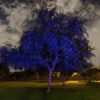 Blue-Sparkle-Magic-Illuminator-Laser-Light-House-Yard-Landscape-Lighting