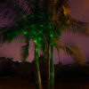 Green-SparkleMagic--Illuminator-Laser-Light-below-King-Palm-Tree