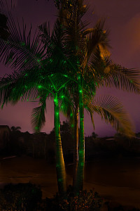 One Green SparkleMagic Illuminator placed below King Palm Tree.