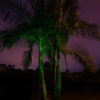 Green-SparkleMagic-Illuminator-Laser-Light-below-King-Palm-Tree
